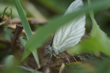 Full-color horizontal photo.  A white butterfly among meadow grasses. Lat. Pieridae.