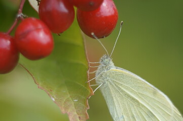 Full-color horizontal photo. Macro. A small white butterfly drinks dew from viburnum berries. Latin name: Leptidea sinapis