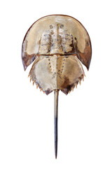 Horseshoe crab on white background isolated close up top view, marine arthropod with domed...