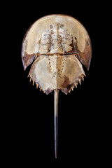 Horseshoe crab on black background isolated close up top view, marine arthropod with domed horseshoe-shaped shell and long tail-spine, ancient sea animal, lat. Xiphosura, Limulus polyphemus