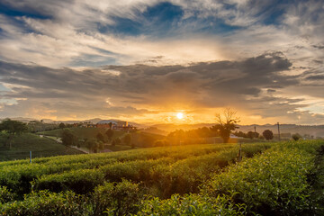 Beautiful sunsets at Chui Fong Tea Plantation  Chiang Rai Thailand.