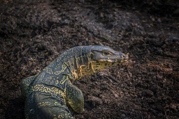 Big monitor lizard