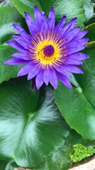 Close-up of Purple Blue Tropical Water Lily (Egyptian Lotus) Sitting in a Pot