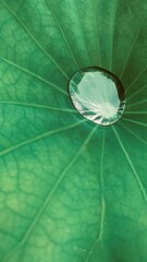 Rainwater in green lotus leaf