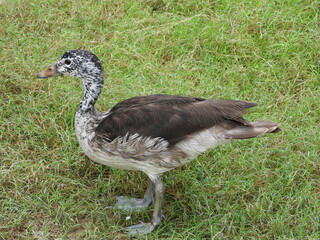 Beautiful duck in a natural environment