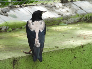 Rosy starling on a compound wall