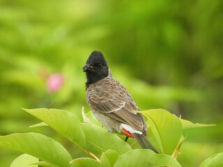 Red vented bulbul with a kill