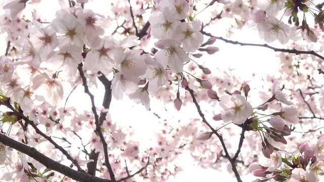満開の桜とフレア  パン撮影  ソメイヨシノのクローズアップ 4K