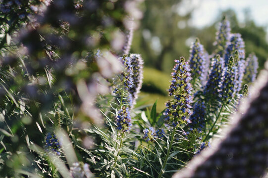 Beautiful meadow with blooming echium flowers
