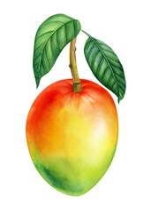 Mango on a branch, watercolor illustration. Tropical fruits