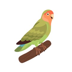 Rosy-collared peach-faced lovebird. Small African parrot with green folded wings. Tropical bird sitting on branch. Realistic flat cartoon vector illustration isolated on white background © Good Studio