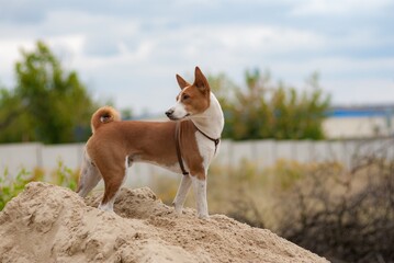 Young basenji dog standing on a heap of sand and looking back