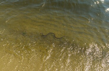 Dice snake (Natrix tessellata) swimming in summer Dnipro river on the beach of  Zaporizhzhia city, Ukraine