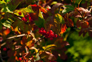 Red viburnum with green leaves close up. Edible, medicinal and decorative berries.