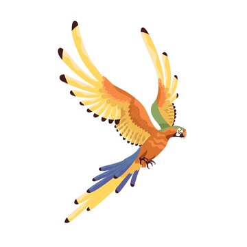 Macaw flying with multicolored spread wings. Large tropical Ara parrot with long tail. Exotic jungle bird of rainbow colors. Realistic flat cartoon vector illustration isolated on white background