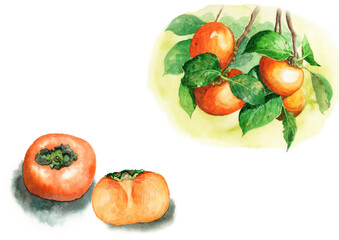 アナログ水彩柿の実1個半と柿の木の枝