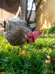 variegated chicken with bright red scallop looks bright yellow eye