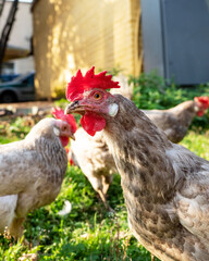 variegated chicken with bright red scallop looks bright yellow eye