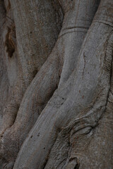 texture of the root