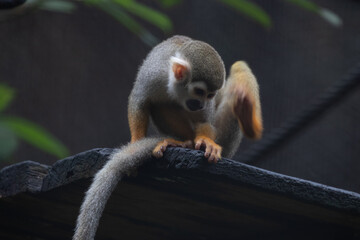 Close up Common Squirrel Monkey