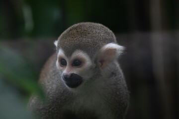 Fototapeta premium Close up Common Squirrel Monkey