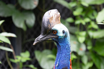 close up of a Cassawary Bird