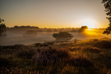 Ein Sonnenaufgang auf der Westruper Heide in Deutschland!