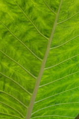 Beauty of Nature, curve of Fresh Green Leaf , showing detail on Texture and Pattern 