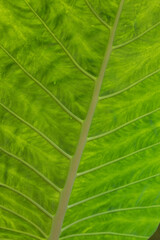 Beauty of Nature, curve of Fresh Green Leaf , showing detail on Texture and Pattern 