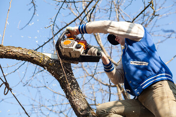 Man pruning fruit tree branches. Work in the home garden. Sawdust flies as a man cuts a tree