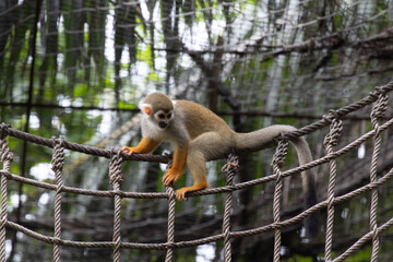 Close up Common Squirrel Monkey