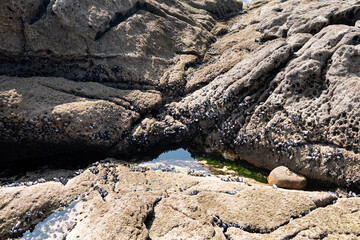 Mussels in the wild and attached to the rocks in Galicia