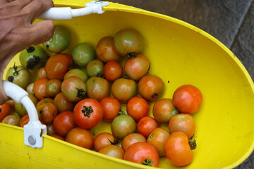 After harvest basket is filled with red and green tomatoes