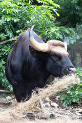 Close up Big  Black Gaur Eating Grass 