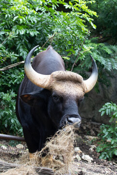 Black Bison