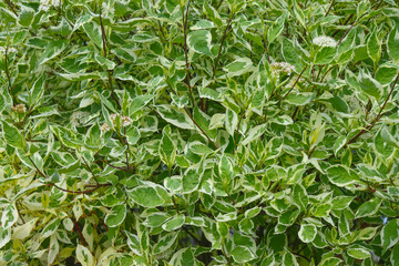 Cornus Alba (Red barked dogwood) blossom and leaves