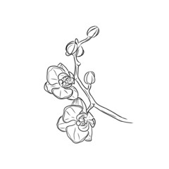 orchidée vectorisé branche florale