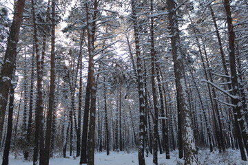 winter forest in the snow