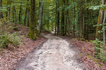 Fototapeta na wymiar Landscape of forest road in spring and autumn.