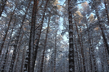 trees in the snow