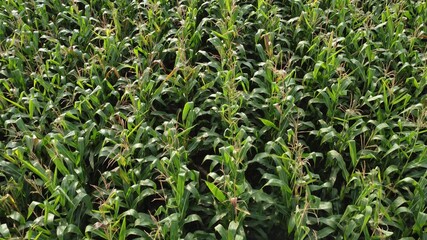Green corn in the field, ripening crops, sunny morning over the cream of corn stalks.