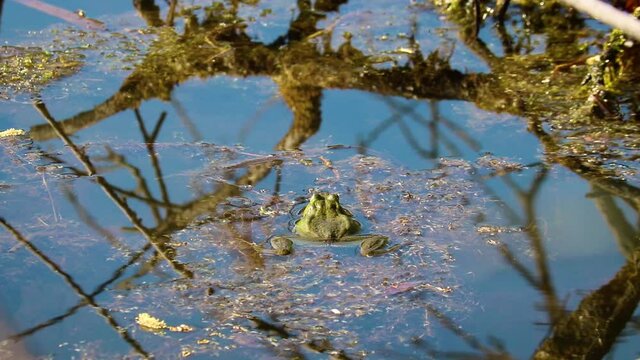 Moor frog (Rana arvalis) inflates his vocal sac - the sound-resonating throat pouch of male frogs. Mating songs of frogs in spring. And lets out a jet.