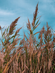 Fluffy golden reeds on turquoise blue sky background. Trendy natural red pampas grass botanical background for poster wallpaper design. Dry reed on the lake. Beautiful autumn nature sunny day weather.