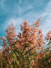Fluffy golden reeds on turquoise blue sky background. Trendy natural red pampas grass botanical background for poster wallpaper design. Dry reed on the lake. Beautiful autumn nature sunny day weather.
