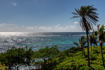 An Antiguan View of Palm Trees and the Ocean