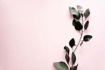 Pastel background and eucalyptus leaves, minimal clean photo for backgrounds, posters and cards. Copy space, flat lay.