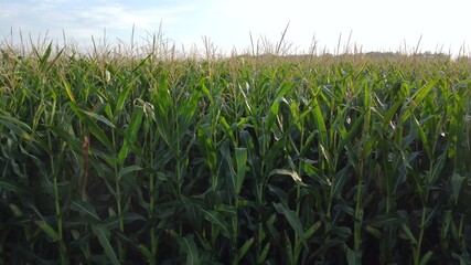 Tall green corn ripens in the field of agriculture.
