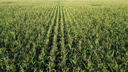 Corn field, flight over the tips of corn stalks, excellent growth, good corn harvest