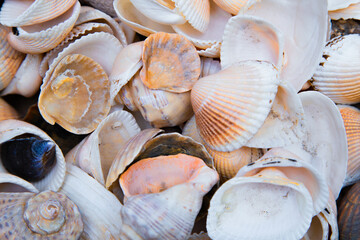 There are many shells of different shapes and sizes in close-up. 