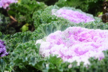 purple cauliflower with condensation